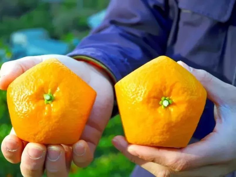 Naranjas con forma pentagonal
