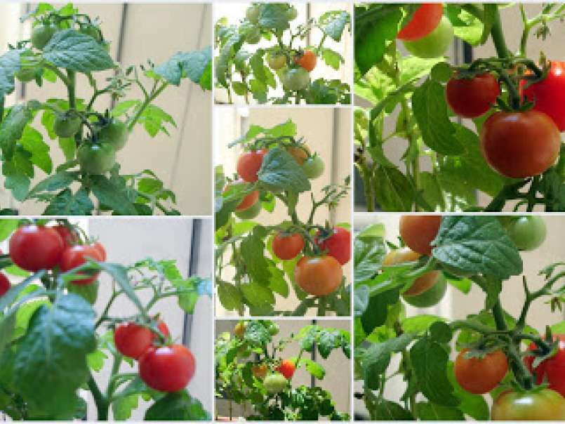 Bombones de tomates - foto 2