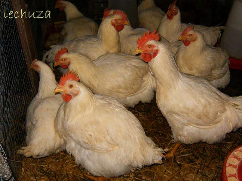 Guiso de pollo de corral con fideos - foto 9