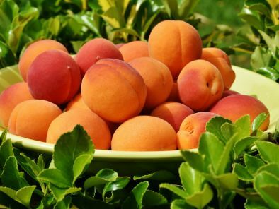 apricots-1522680_1920