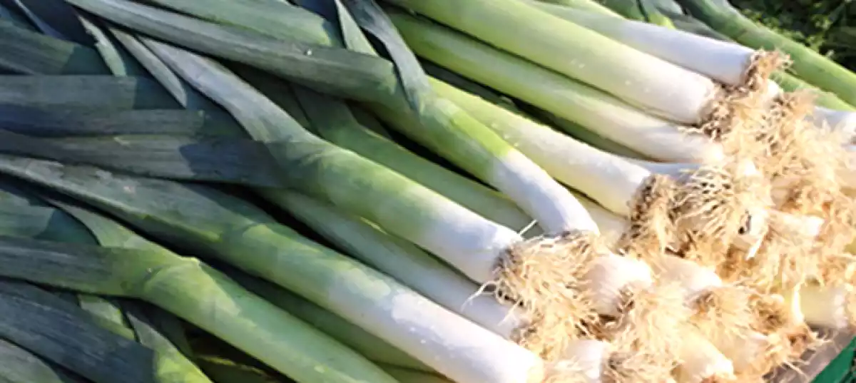 7 beneficios del puerro