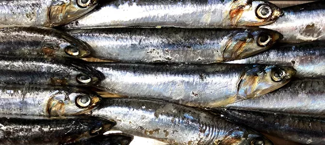Las reglas de oro para elegir una buena sardina