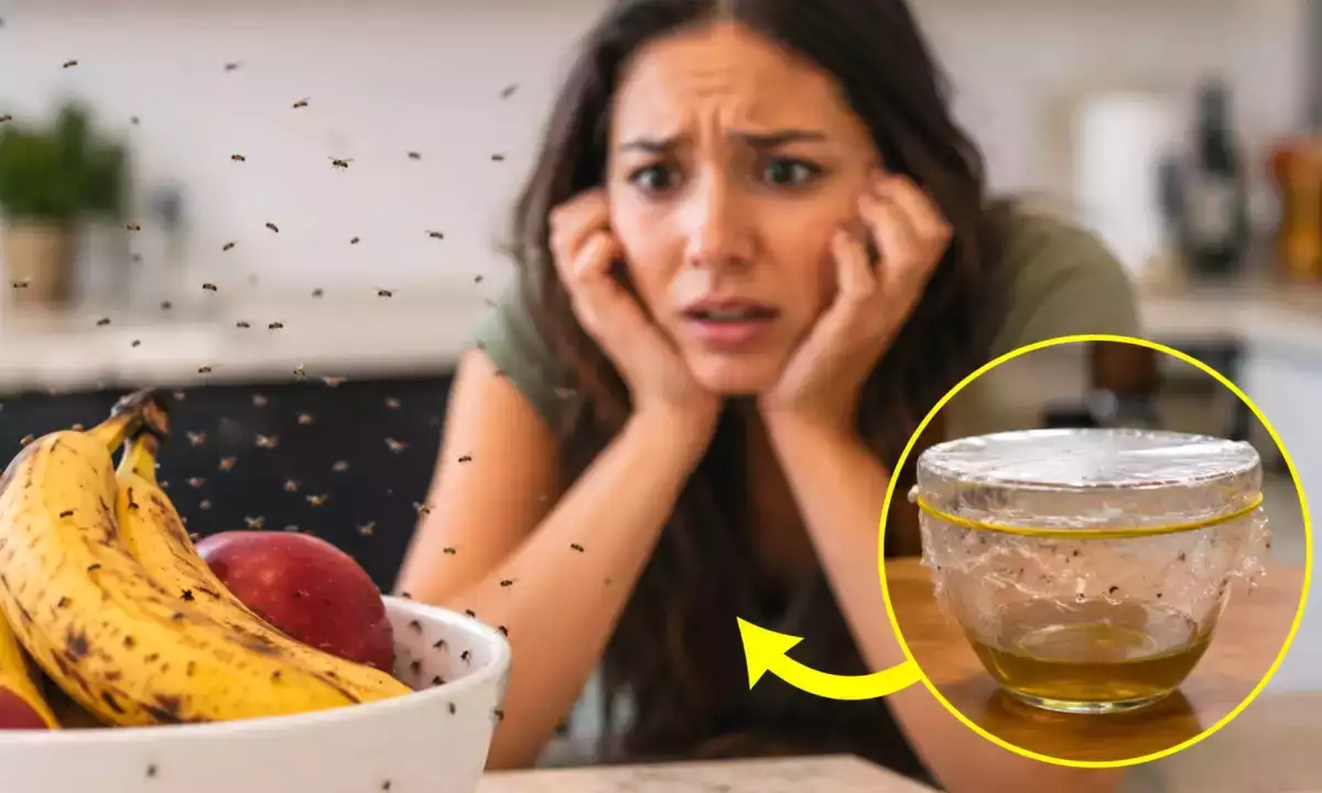 Acaba con las moscas de la fruta en tu cocina en una sola noche con este remedio casero sin insecticidas