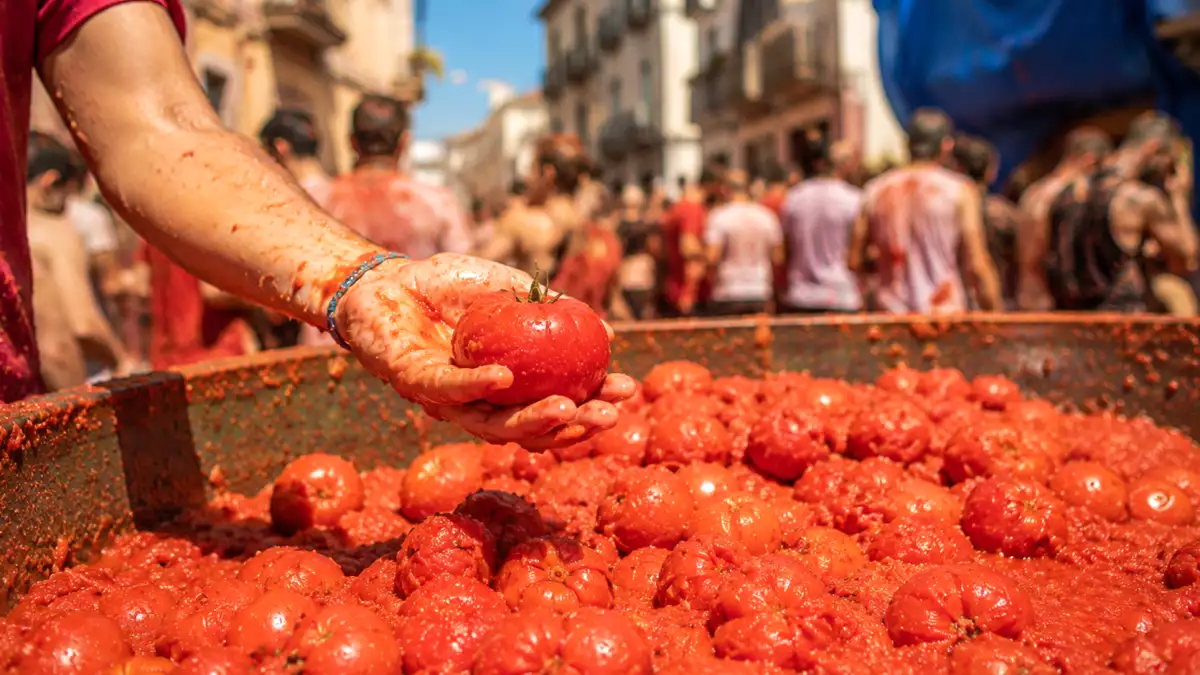 150 toneladas de tomates para una hora de batalla: de dónde vienen los tomates de la Tomatina