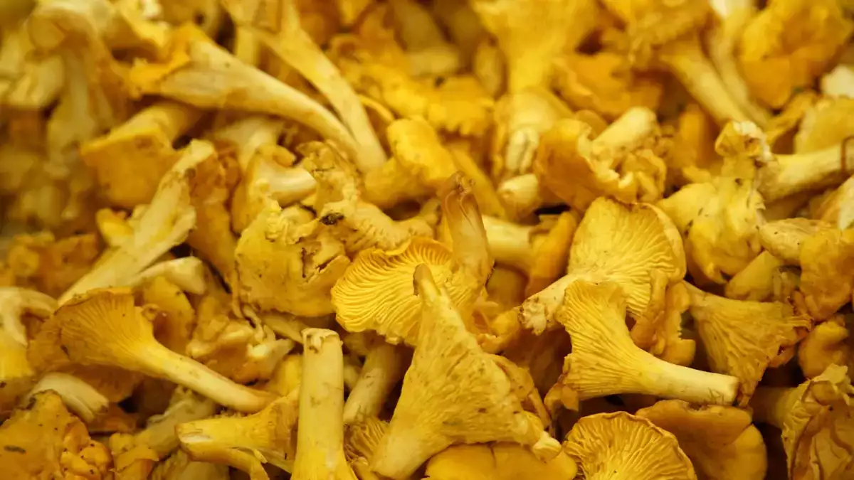 Rebozuelos frescos: cómo limpiarlos y cocinarlos para que no queden aguados