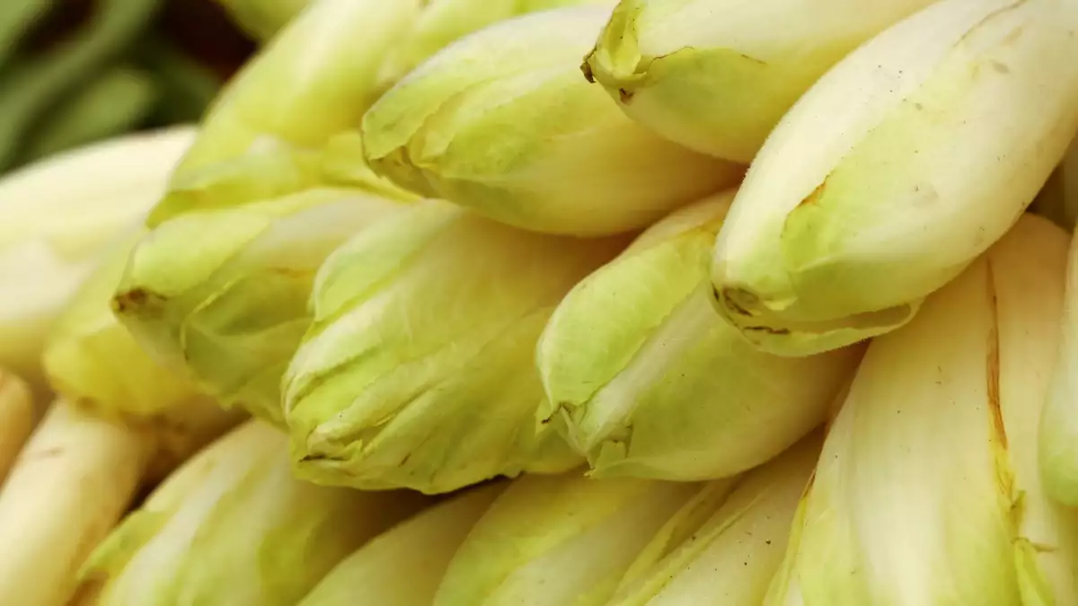 ¿Cómo evitar que las endibias suelten todo su agua en el gratinado?
