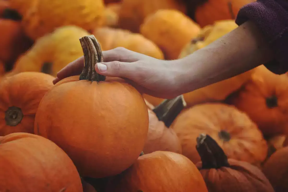 Cómo saber si una calabaza está en buen estado antes de comprarla: 7 señales que conviene mirar