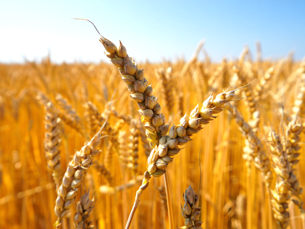 Dejar el gluten: ¿qué ocurre realmente en tu cuerpo?