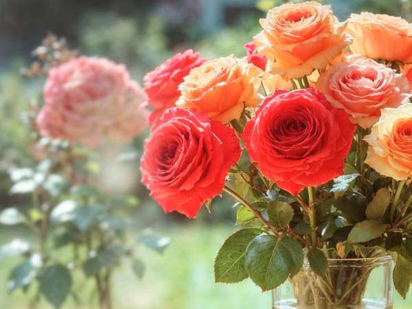 ¿Te han regalado flores por San Valentín? El ingrediente de despensa que ayuda a que duren más