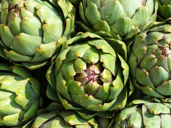¿Cómo cocer alcachofas fácilmente? Todos los métodos para cocinar alcachofas con éxito