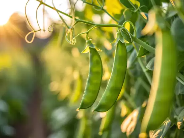 Logra tirabeques perfectos: crujientes y llenos de sabor con estos consejos prácticos
