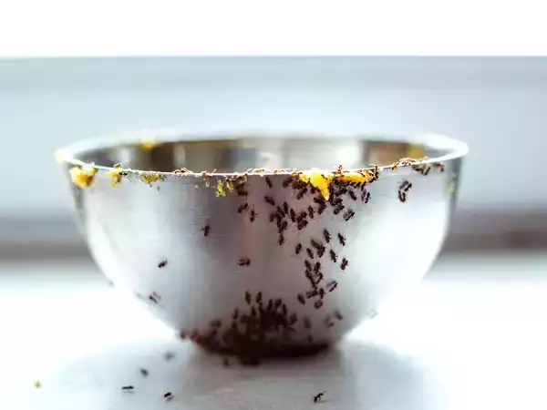 Los mejores consejos de la abuela para mantener la cocina libre de hormigas con métodos caseros