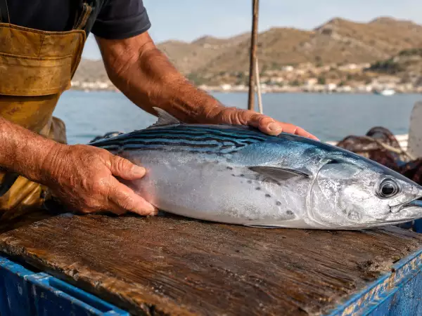 Albacoreta de La Azohía: el tesoro azul que devuelve protagonismo a la pesca artesanal