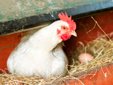 ¿Qué fue primero, el huevo o la gallina?