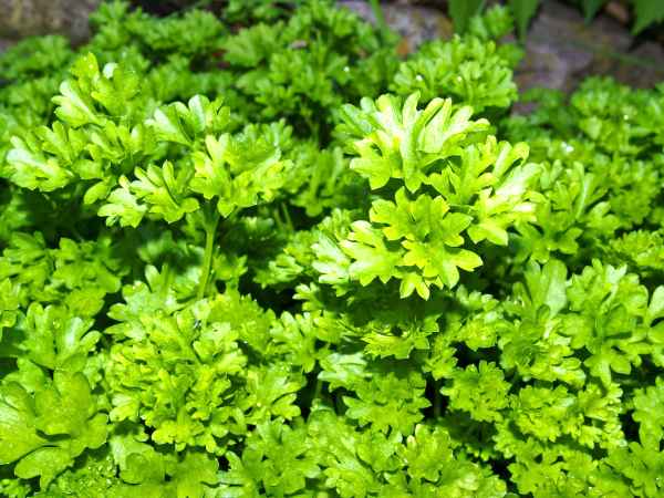 El truco infalible para deshojar tus hierbas aromaticas fácilmente