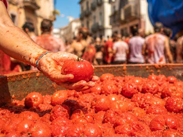 150 toneladas de tomates para una hora de batalla: de dónde vienen los tomates de la Tomatina