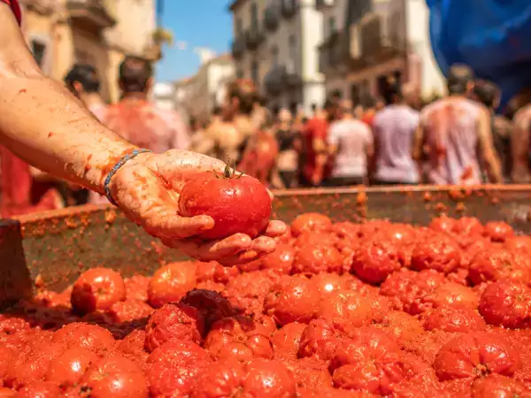 150 toneladas de tomates para una hora de batalla: de dónde vienen los tomates de la Tomatina
