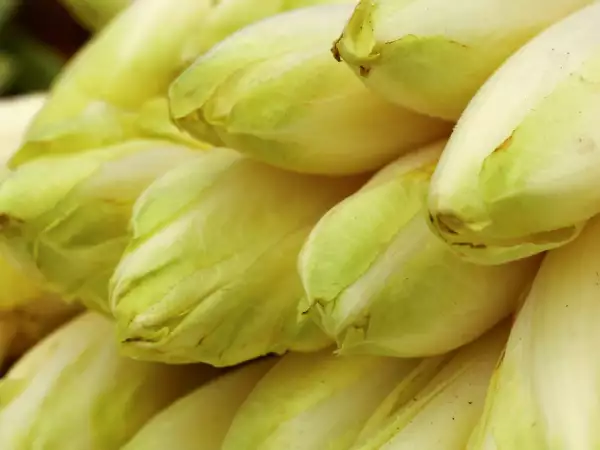 ¿Cómo evitar que las endibias suelten todo su agua en el gratinado?