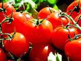 Artículos: Zoom sur 6 variétés de tomates