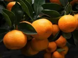 4 buenas razones para comer clementinas