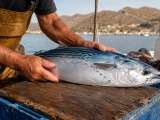 Artículos: Albacoreta de La Azohía: el tesoro azul que devuelve protagonismo a la pesca artesanal