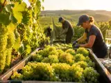 Artículos: Vendimia récord en Champagne: ¿por qué se recogen las uvas cada vez antes y qué puede cambiar en el vino que beberemos?
