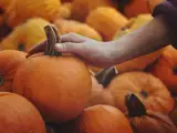 Artículos: Cómo saber si una calabaza está en buen estado antes de comprarla: 7 señales que conviene mirar
