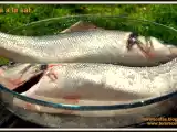 Receta Lubina a la sal.
