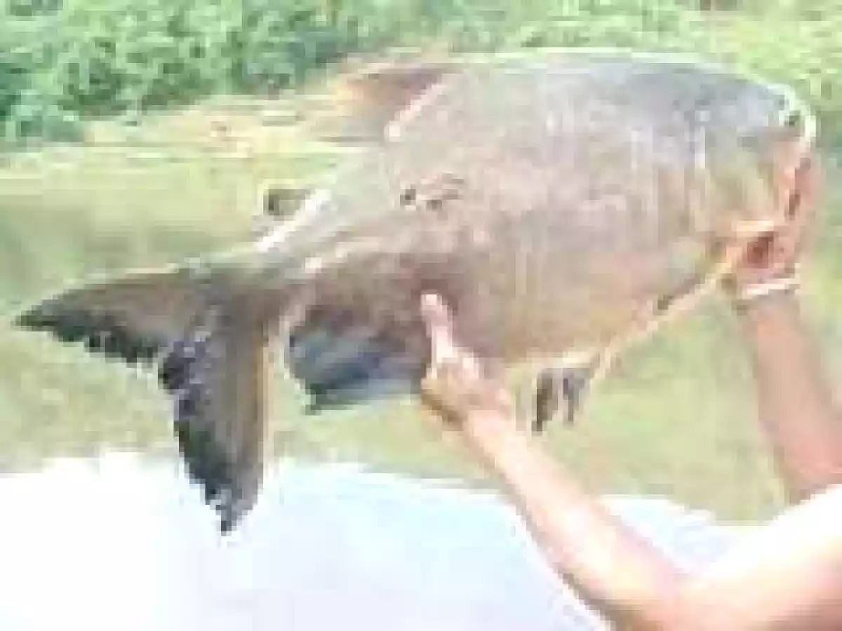 Gamitana, cachama o tambaqui frito