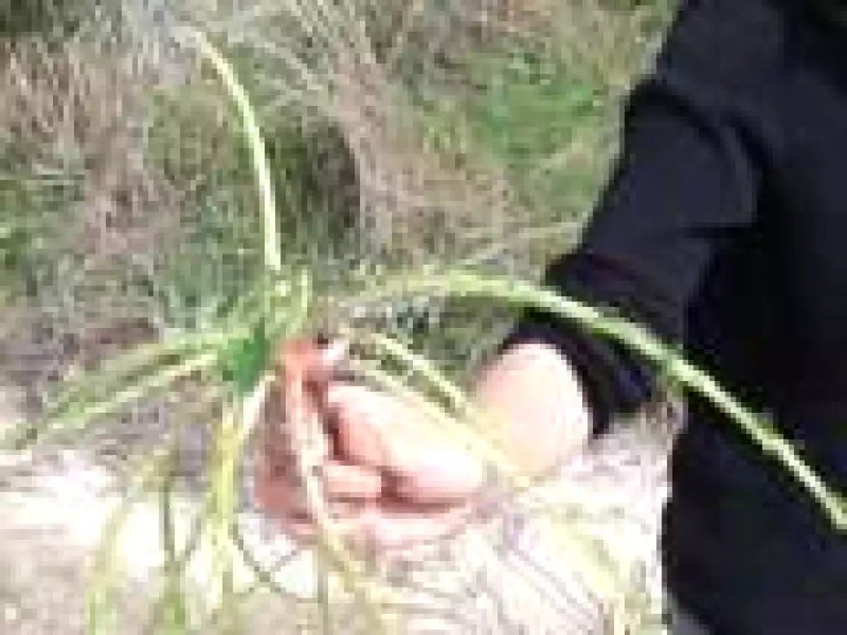 Tagarninas esparragás