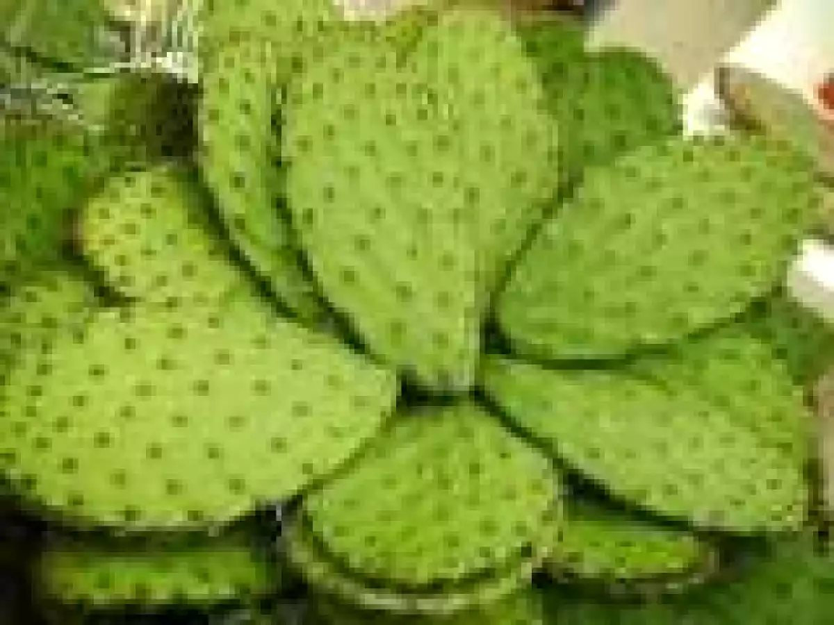 Jugos de nopal con piña para curar los tobillos hinchados