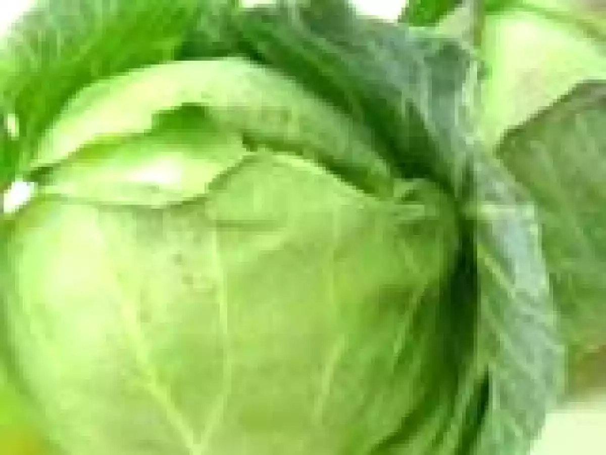 Recetas budín de repollo con salsa blanca