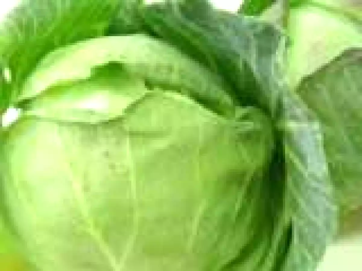 Receta vegetariana repollo relleno