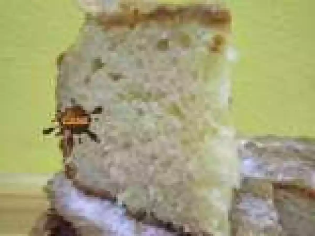 Bizcocho de yogur de galleta y zumo de limón