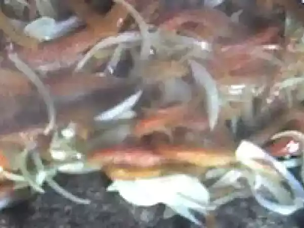 Receta Guarnición de cebolla y pimientos