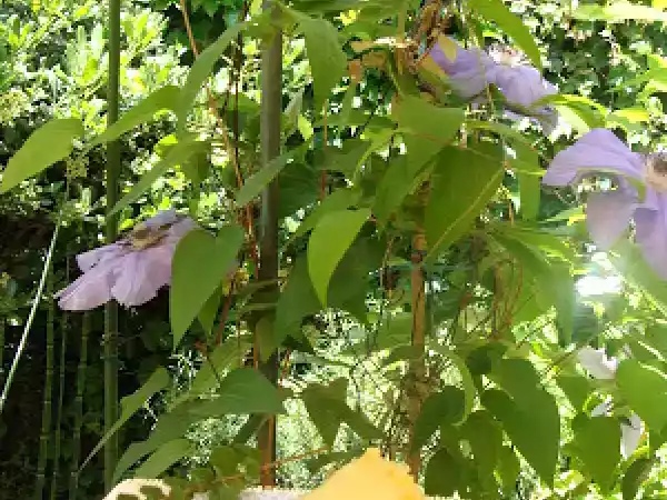 Receta Kuchen aleman de frutillas o frambuesas y duraznos..
