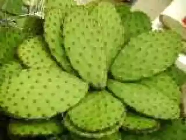 Receta Jugos de nopal con piña para curar los tobillos hinchados