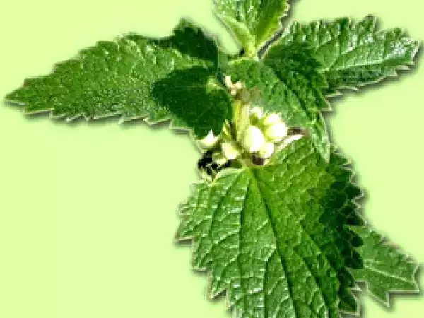 Receta Receta tortilla de ortigas