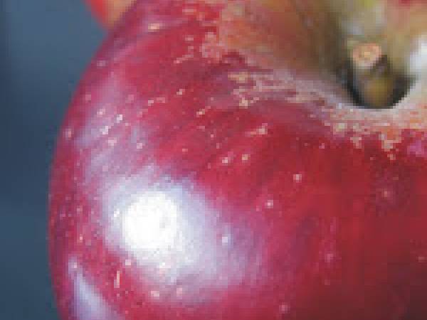 Tarta tatín de manzana y hojaldre - Preparación paso 2