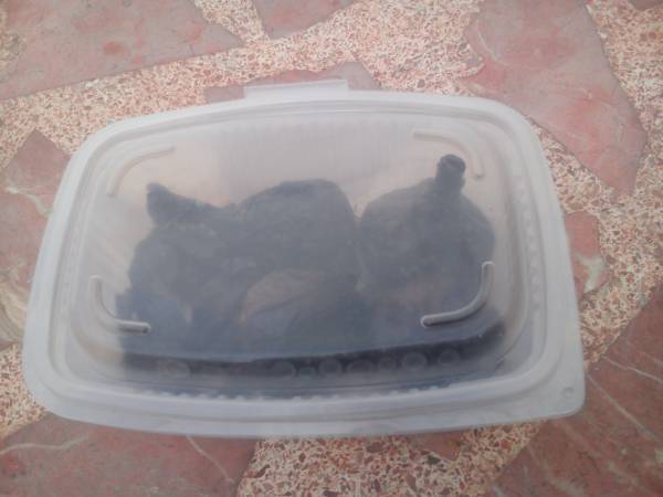 Como hacer el ajo negro en casa - Preparación paso 3