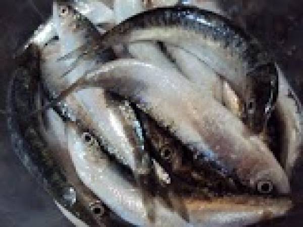 Sardinas a la Gachuela - Preparación paso 1