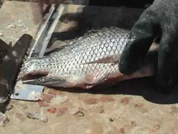 Dorada al horno rellena de sitake y gambas - Preparación paso 1