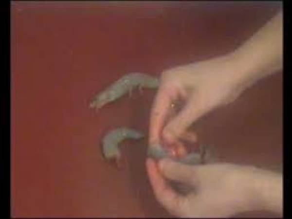 langostinos en brocheta - Preparación paso 1