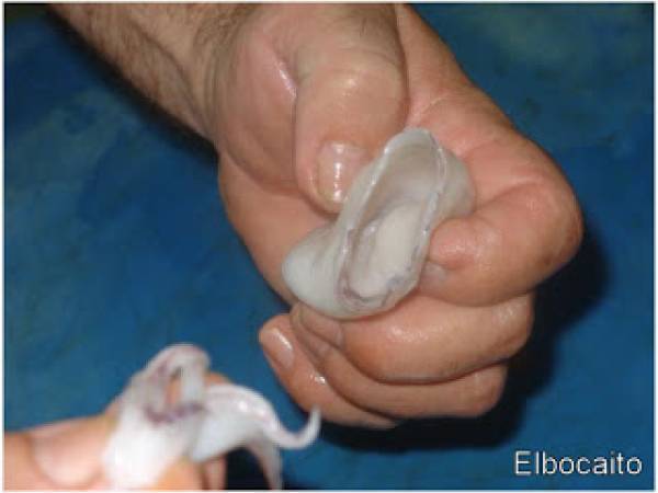 Chipirones rellenos de jamón serrano, en su tinta. - Preparación paso 1