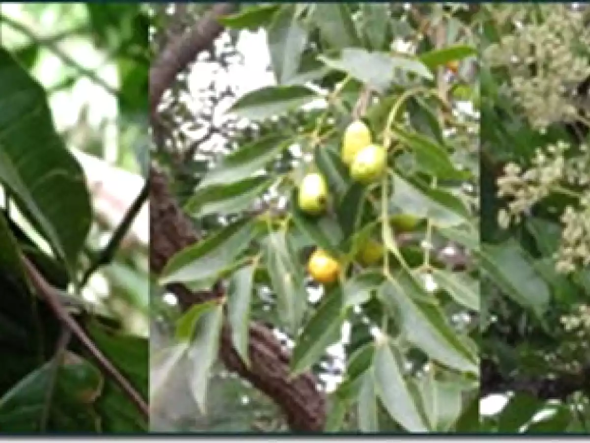 AGUA DE JOBITO (JOBO) CIRUELA DE MONTE CÓMO SE PREPARA - foto 7
