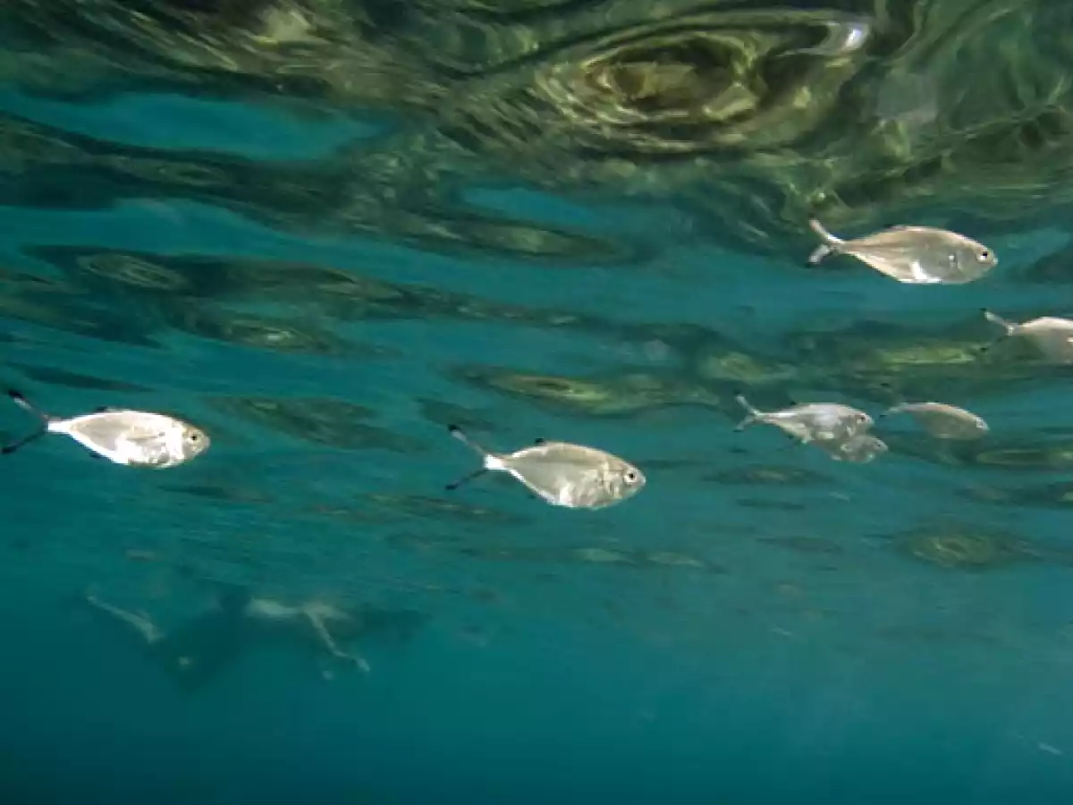 Albóndigas de palometa - foto 2