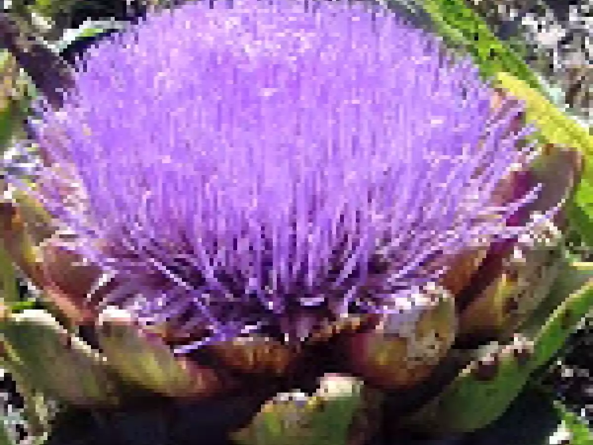 Alcauciles (alcachofas) rellenos - foto 4