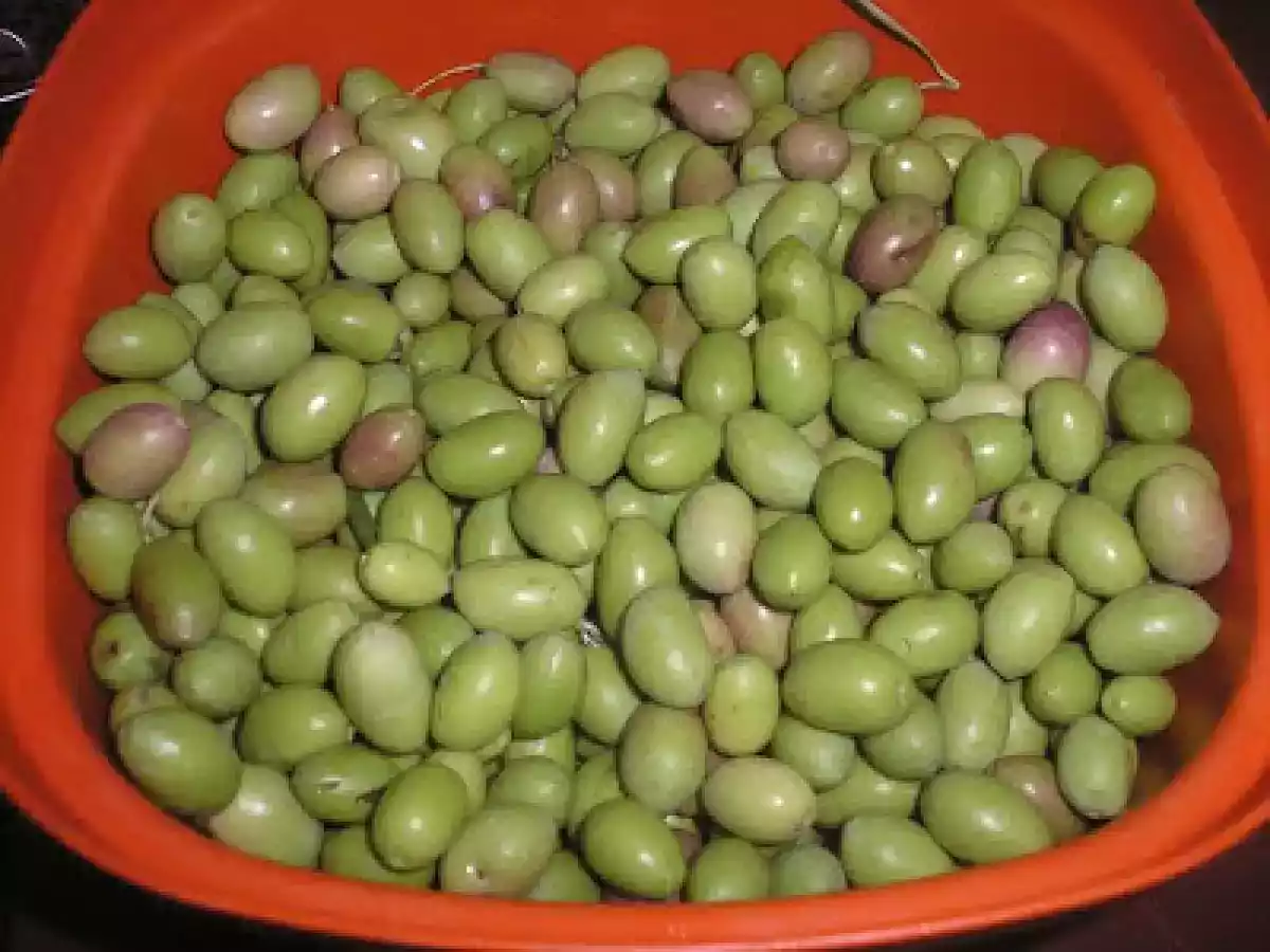 ALIÑANDO ACEITUNAS. - foto 11