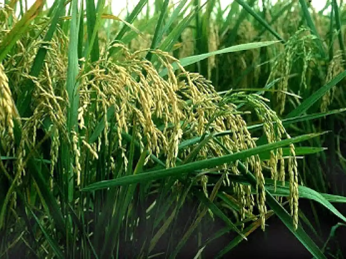ARROZ CON CALDO DE COCIDO Y ACELGAS - foto 2