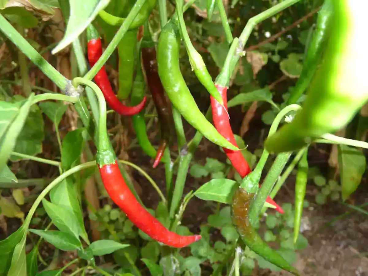 Berenjenas en escabeche - foto 3